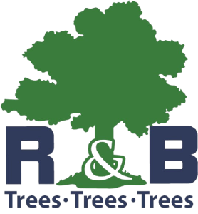 R&B Trees